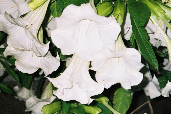 fl000032