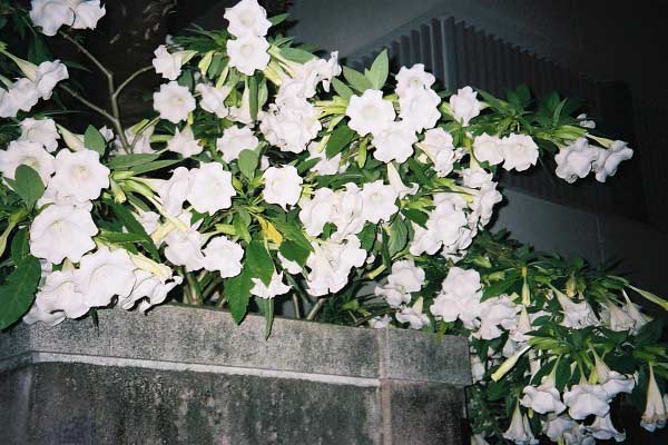 fl000033