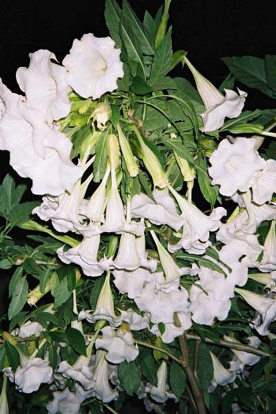 fl000034