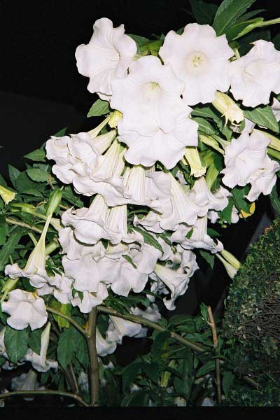 fl000035