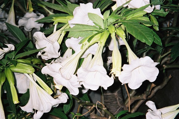 fl000036
