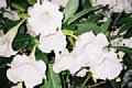 html/fl000025.htm