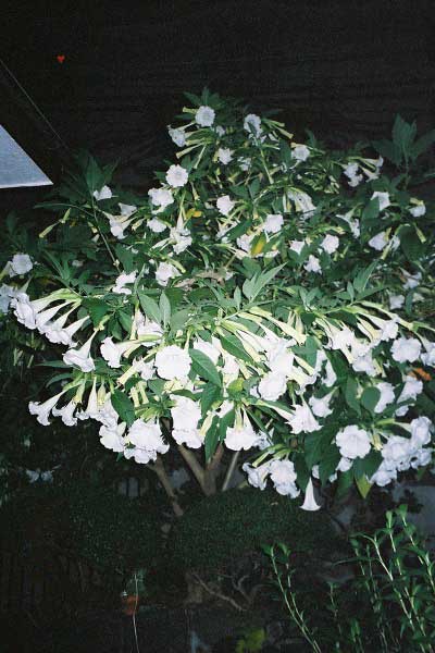 fl000072