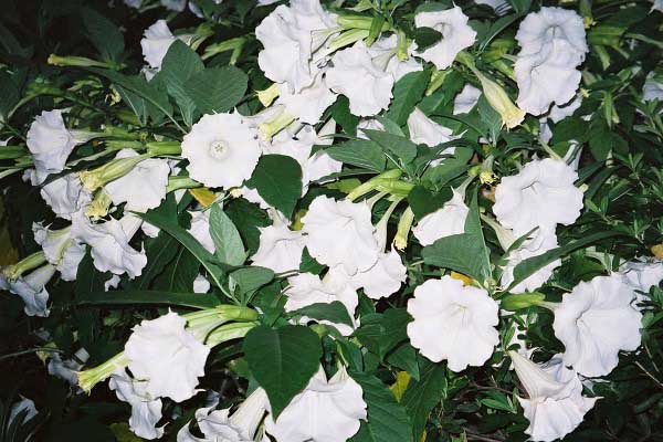 fl000073